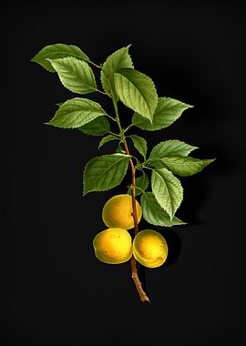 Vintage Briancon Apricot