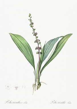 Peliosanthes Teta Illustra