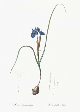 Barbary Nut Illustration F