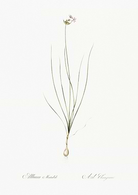 Wild Onion Illustration Fr