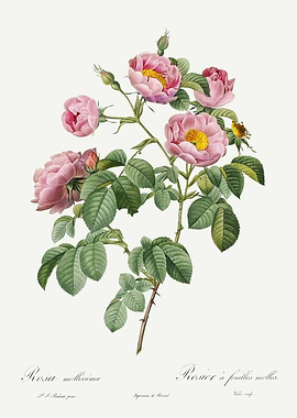 Les Roses 1824 HQ Original