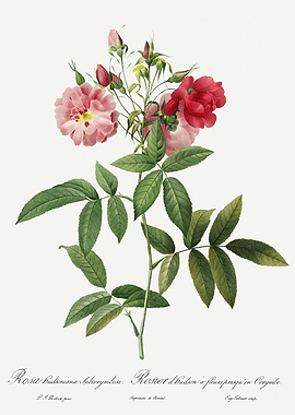 Les Roses 1824 HQ Original