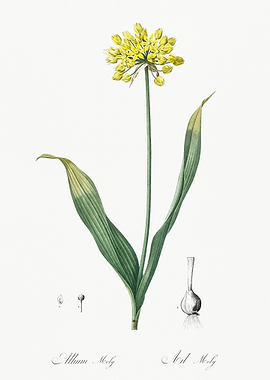Golden Garlic Illustration