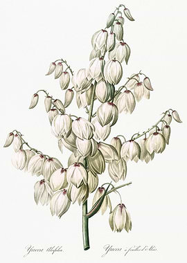 Aloe Yucca Illustration Fr