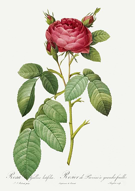 Les Roses 1824 HQ Original