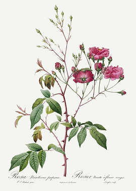 Les Roses 1824 HQ Original