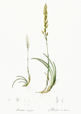 Abama Ossifraga Illustrati