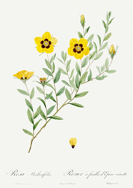 Les Roses 1824 HQ Original