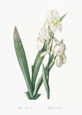 Iris Florentina Illustrati