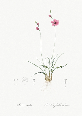 Ixia Crispa Illustration F