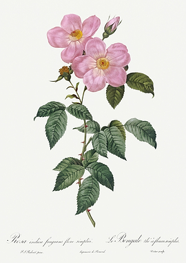 Les Roses 1824 HQ Original