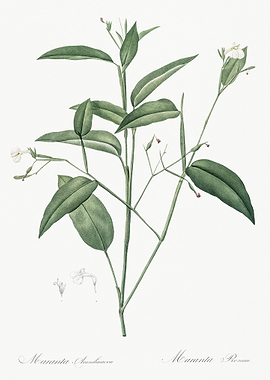 Maranta Arundinacea Illust