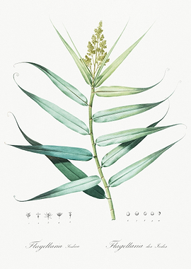 Bush Cane Illustration Fro