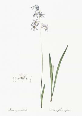 Corn Lily Illustration Fro