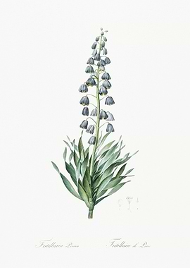 Persian Lily Illustration