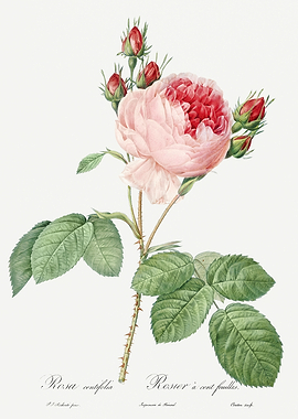 Les Roses 1824 HQ Original
