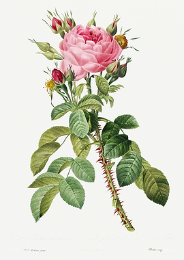 Les Roses 1824 HQ Original