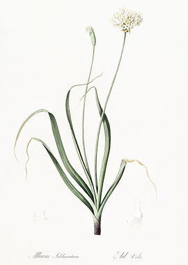 Hairy Garlic Illustration