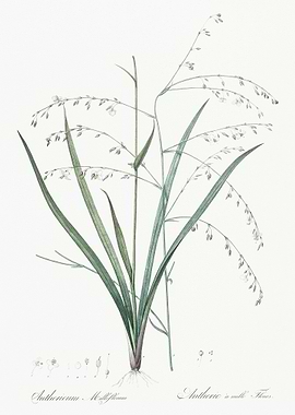 Pale Vanilla Lily Illustra