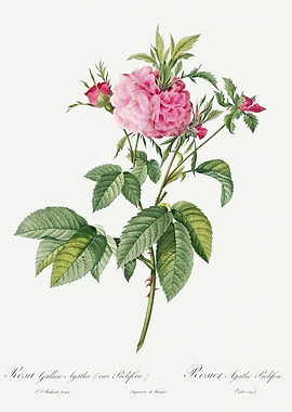 Les Roses 1824 HQ Original