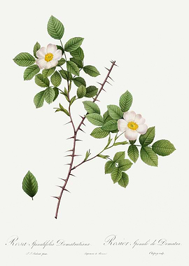 Les Roses 1824 HQ Original