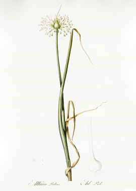 Wild Onion Illustration Fr