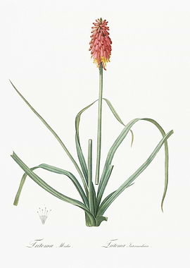 Redhot Poker Illustration