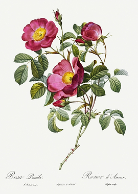 Les Roses 1824 HQ Original