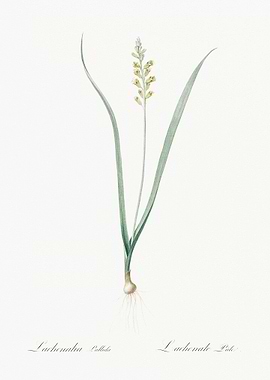 Lachenalia Pallida Illustr