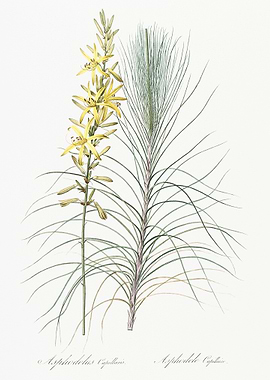 Jacob39S Rod Illustration