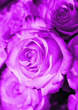Rose purple