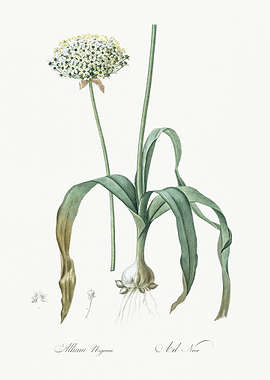 Black Garlic Illustration