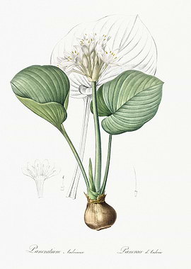 Cardwell Lily Illustration