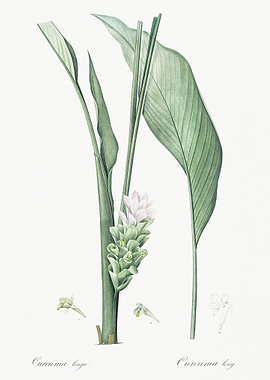 Turmeric Illustration From