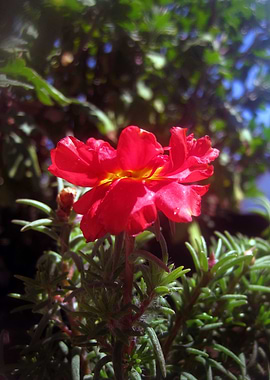 Red Summer Flower 1