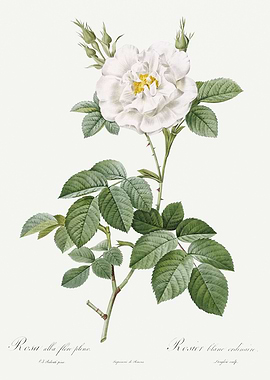 Les Roses 1824 HQ Original
