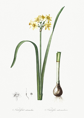 Cowslip Cupped Daffodil Il