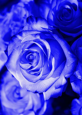 Rose blue