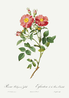 Les Roses 1824 HQ Original