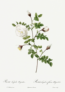 Les Roses 1824 HQ Original