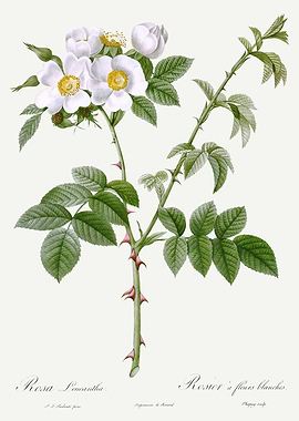 Les Roses 1824 HQ Original