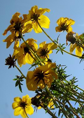 Summer Sky Flowers 4