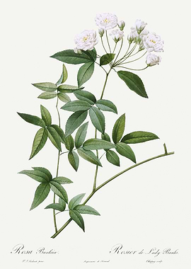 Les Roses 1824 HQ Original