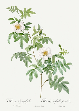 Les Roses 1824 HQ Original