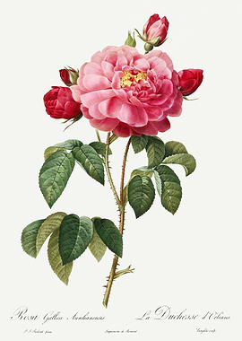 Les Roses 1824 HQ Original