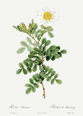 Les Roses 1824 HQ Original