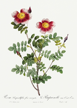 Les Roses 1824 HQ Original