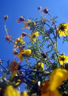Summer Sky Flowers 6