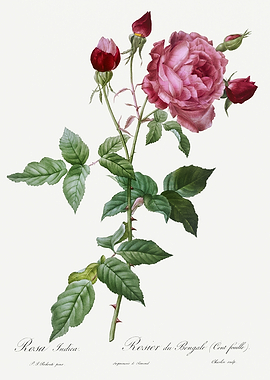 Les Roses 1824 HQ Original