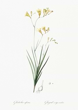 Freesia Illustration From